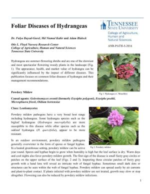 Foliar Diseases of Hydrangeas