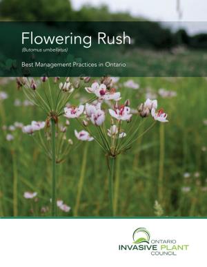 Flowering Rush (Butomus Umbellatus)