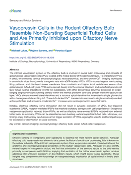 Vasopressin Cells in the Rodent Olfactory Bulb Resemble Non-Bursting Superficial Tufted Cells and Are Primarily Inhibited Upon Olfactory Nerve Stimulation