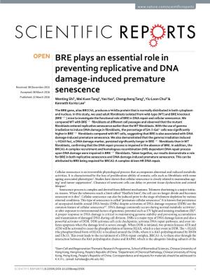 BRE Plays an Essential Role in Preventing Replicative and DNA
