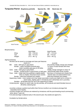 Turquoise Parrot Neophema Pulchella Species No.: 302 Band Size: 23