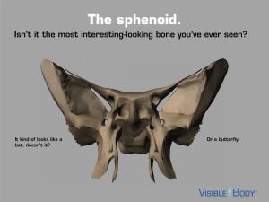The Sphenoid. Isn’T It the Most Interesting-Looking Bone You’Ve Ever Seen?