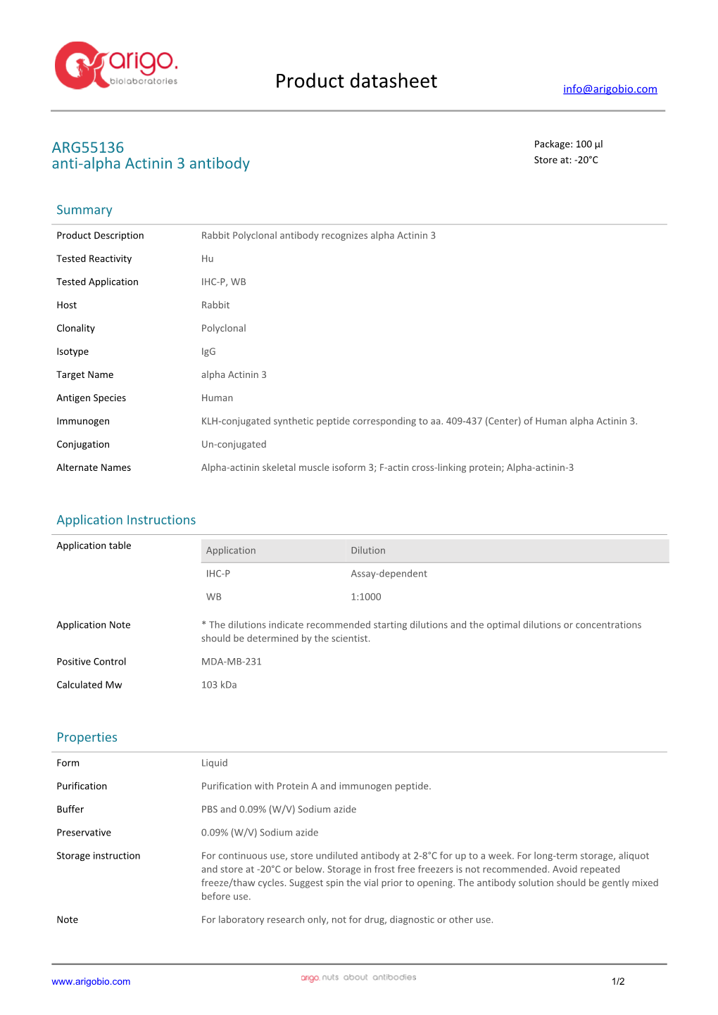 Anti-Alpha Actinin 3 Antibody (ARG55136)