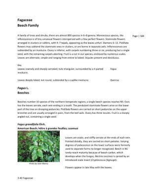 Fagaceae Beech Family