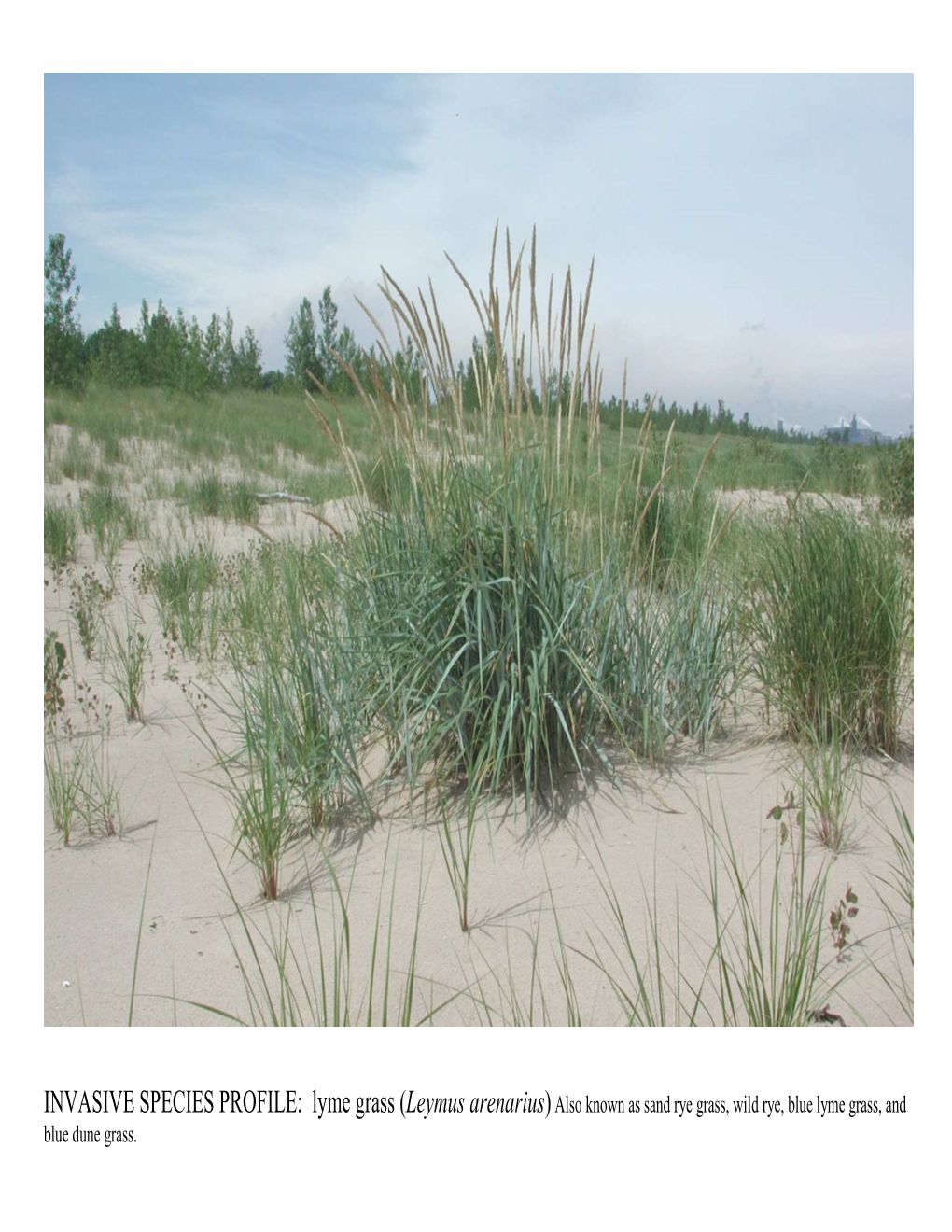 Lyme Grass Photos and ID