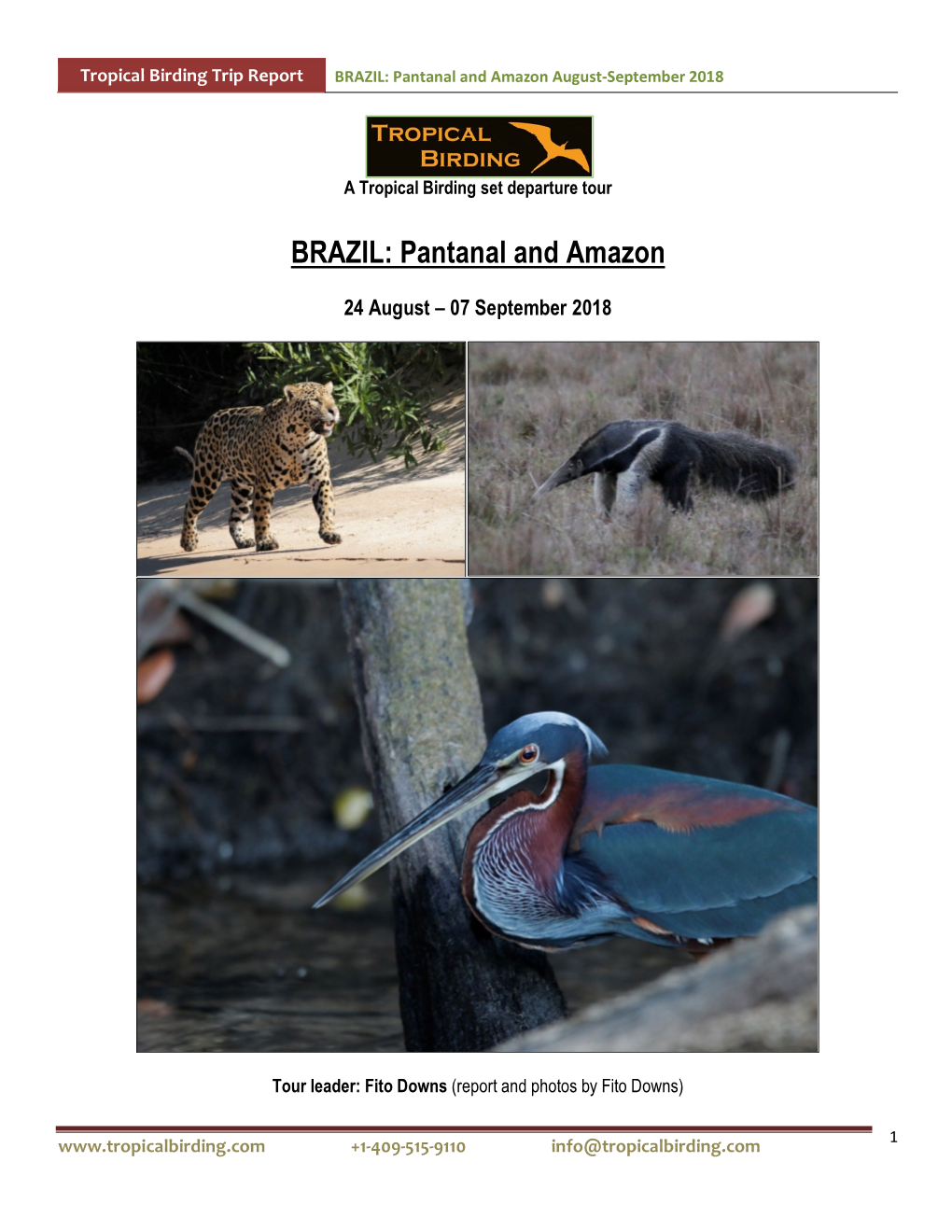 BRAZIL: Pantanal and Amazon August-September 2018