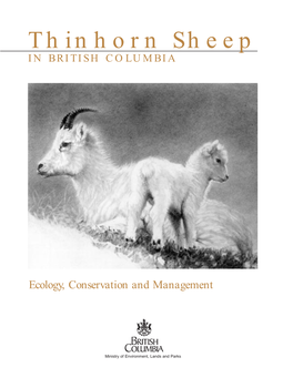 Thinhorn Sheep in BRITISH COLUMBIA