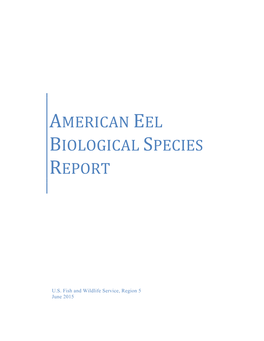 American Eel Biological Species Report