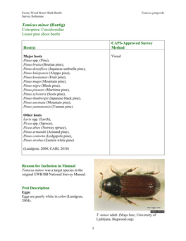 Tomicus Minor (Hartig) Coleoptera: Curculionidae Lesser Pine Shoot Beetle