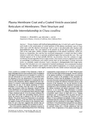 Plasma Membrane Coat and a Coated Vesicle-Associated Reticulum of Membranes: Their Structure and Possible Interrelationship in Chara Corallina