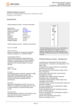 CRYGB Antibody (Center) Affinity Purified Rabbit Polyclonal Antibody (Pab) Catalog # Ap16201c