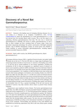 Discovery of a Novel Bat Gammaherpesvirus