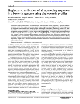 Single-Pass Classification of All Noncoding Sequences in a Bacterial Genome Using Phylogenetic Profiles