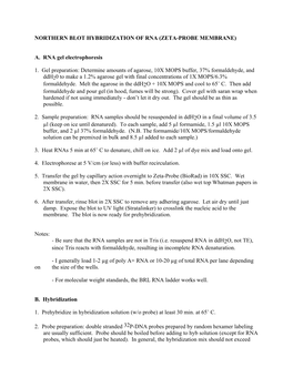 NORTHERN BLOT HYBRIDIZATION of RNA (ZETA-PROBE MEMBRANE) A. RNA Gel Electrophoresis 1. Gel Preparation: Determine Amounts of A