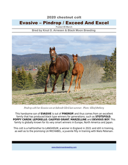 Evasive – Pindrop / Exceed and Excel Foaled 08 March Bred by Knut O