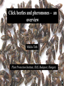 Click Beetles and Pheromones Œ an Overview