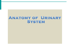 Female Urethra