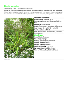 Dianella Tasmanica (Blueberry Flax, Tasmanian Flax Lily) Size/Shape
