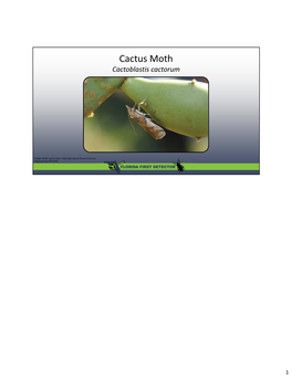 Cactus Moth Cactoblastis Cactorum