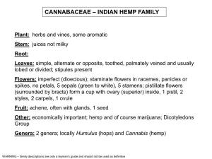 Cannabaceae – Indian Hemp Family
