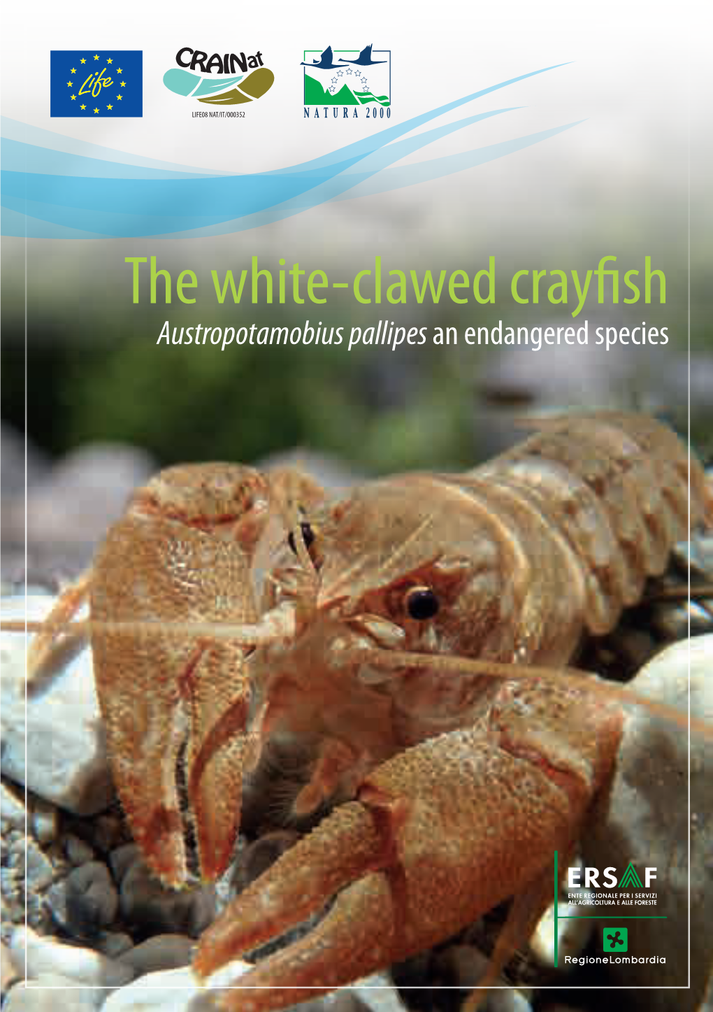 The White-Clawed Crayfish Austropotamobius Pallipes an Endangered Species the White-Clawed Crayfish Austropotamobius Pallipes an Endangered Species