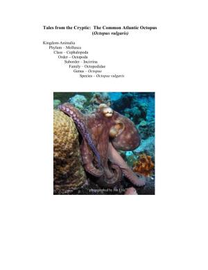 Tales from the Cryptic: the Common Atlantic Octopus (Octopus Vulgaris)