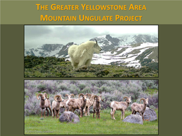 The Greater Yellowstone Area Mountain Ungulate Project the Greater Yellowstone Area Mountain Ungulate Project