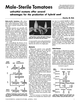 Male-Sterile Tomatoes