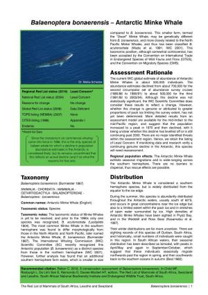 Balaenoptera Bonaerensis – Antarctic Minke Whale
