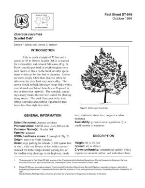 Quercus Coccinea Scarlet Oak1