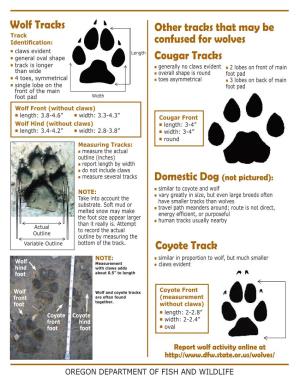 Onfused for Wolves Wolf Tracks Other Tracks That May Be Confused For