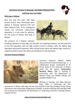 Carnivore Surveys in Kasungu and Nyika National Park and How You Can Help! Wild Dogs in Malawi