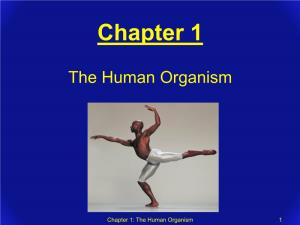 Chapter 1: the Human Organism 1 Chapter 1 Outline 1.1 Anatomy and Physiology 1.2 Structural and Functional Organization of the Human Body A
