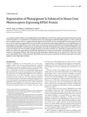 Regeneration of Photopigment Is Enhanced in Mouse Cone Photoreceptors Expressing RPE65 Protein