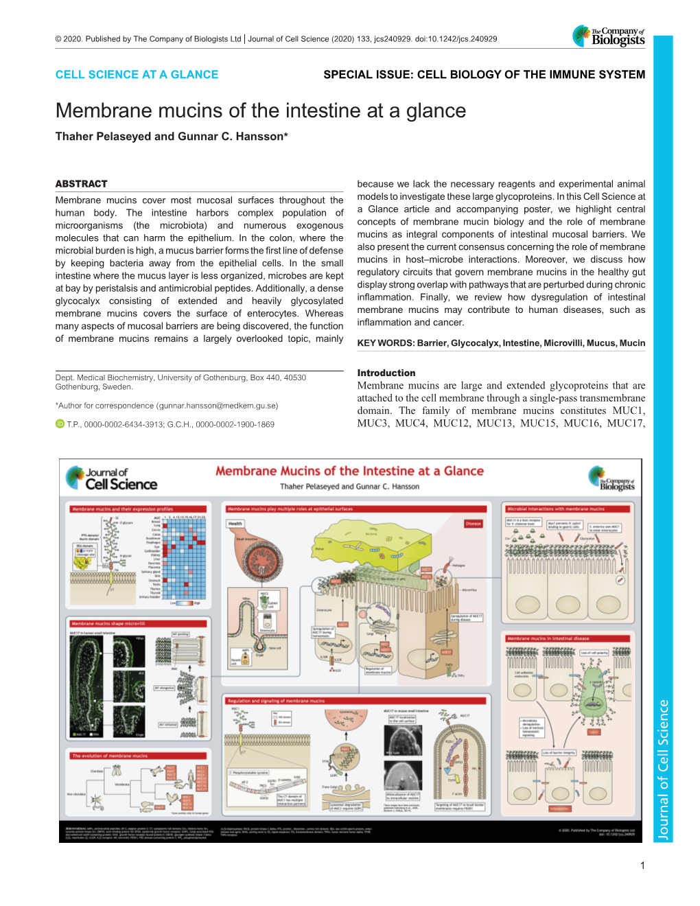 Membrane Mucins of the Intestine at a Glance Thaher Pelaseyed and Gunnar C