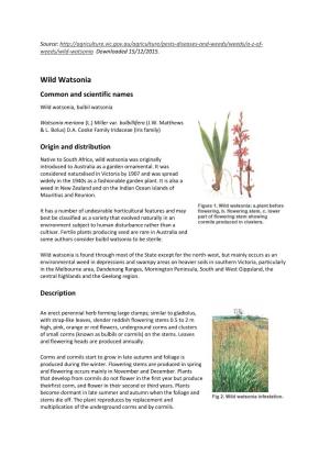 Wild Watsonia Common and Scientific Names
