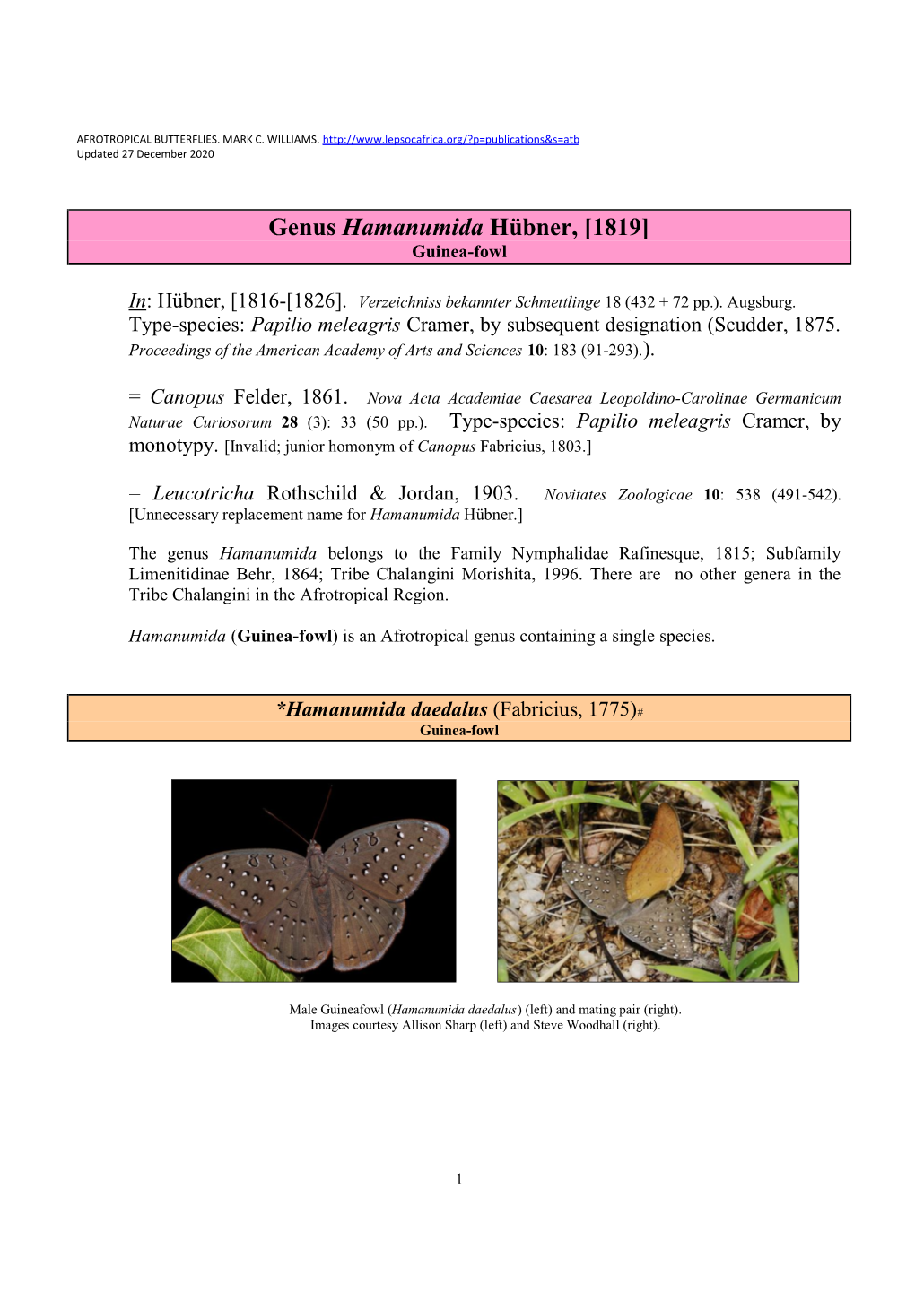 321A Genus Hamanumida Huebner