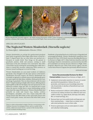 Western Meadowlark ( Sturnella Neglecta )