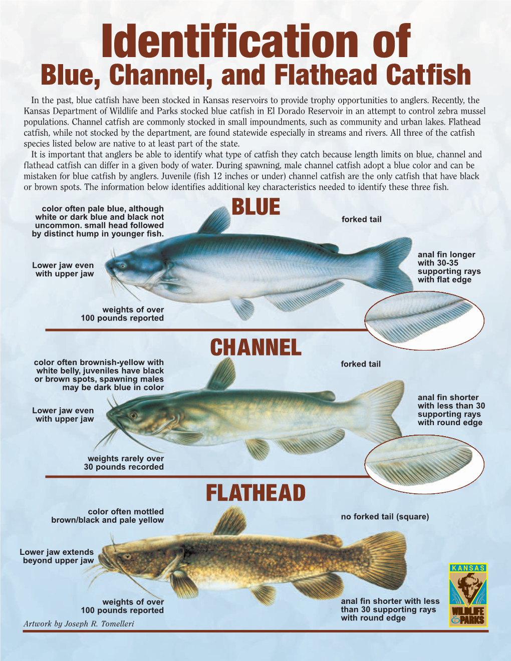 Fish I.D. Poster – Catfish Family