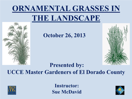 Ornamental Grasses in the Landscape
