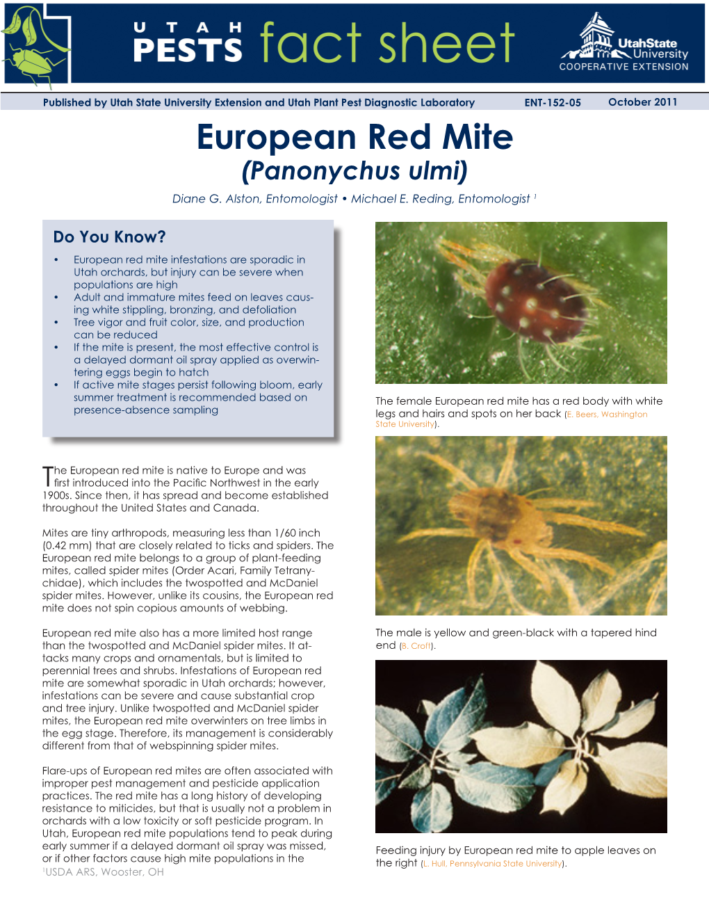 European Red Mite (Panonychus Ulmi) Diane G