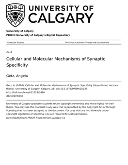 Cellular and Molecular Mechanisms of Synaptic Specificity