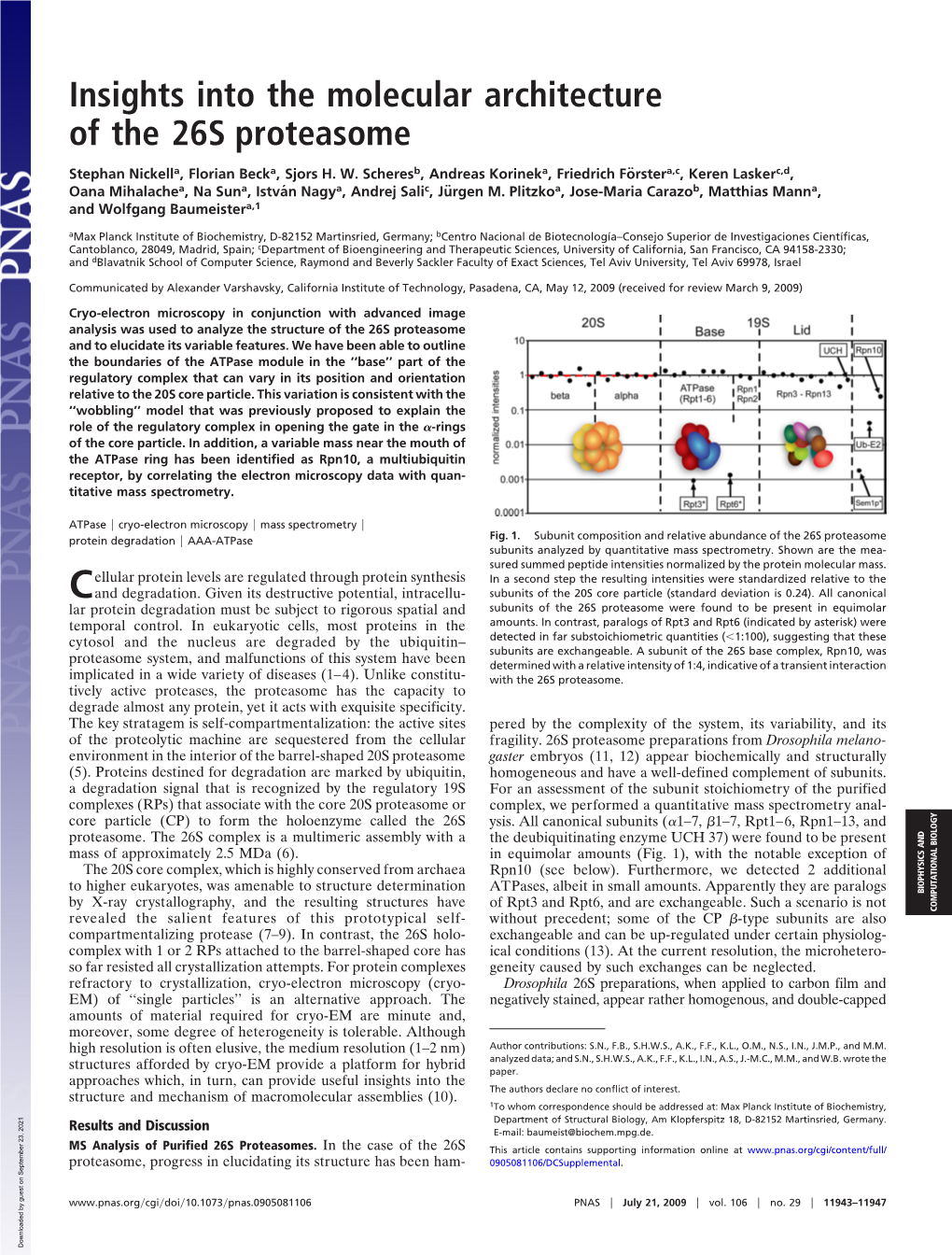 Insights Into the Molecular Architecture of the 26S Proteasome