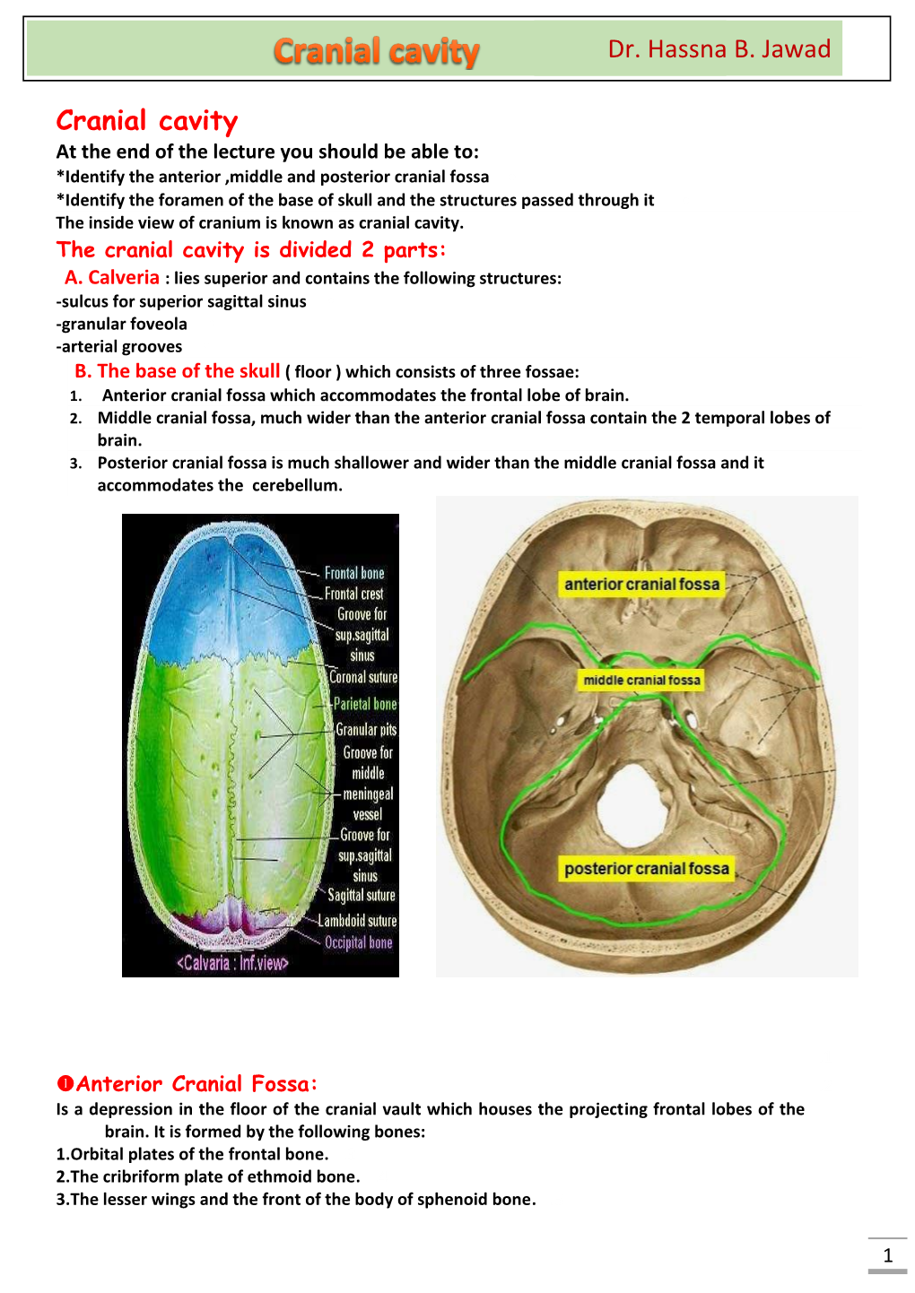 Dr. Hassna B. Jawad Cranial Cavity