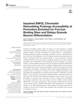 Impaired SNF2L Chromatin Remodeling Prolongs Accessibility at Promoters Enriched for Fos/Jun Binding Sites and Delays Granule Neuron Differentiation
