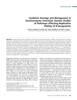 Oxidative Damage and Mutagenesis in Saccharomyces Cerevisiae: Genetic Studies of Pathways Affecting Replication Fidelity of 8-Oxoguanine