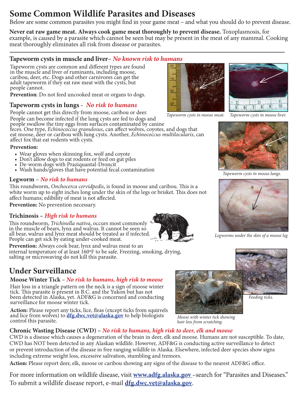 Some Common Wildlife Parasites and Diseases Below Are Some Common ...