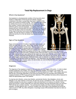 Total Hip Replacement in Dogs