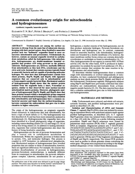A Common Evolutionary Origin for Mitochondria and Hydrogenosomes (Symbiosis/Organelle/Anaerobic Protist) ELIZABETH T