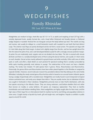 Wedgefishes : Family Rhinidae